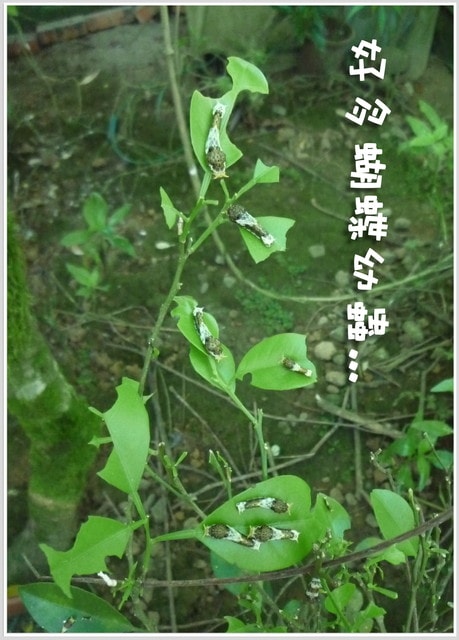 20250406-slh4g
