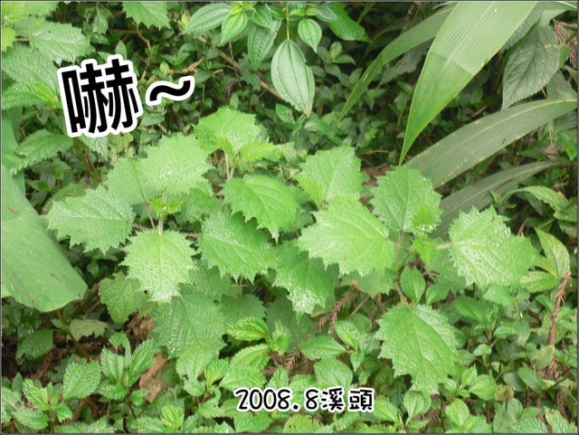 20250406-8mz4f