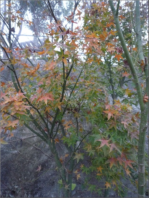 20250406-e91cm