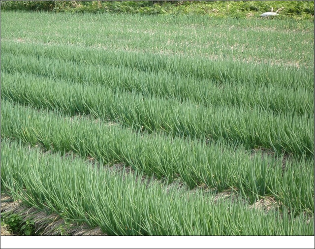 20250406-gx1qd