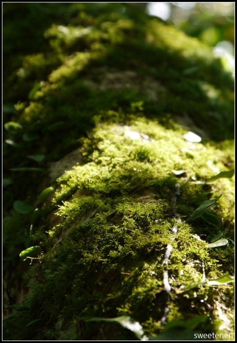 20250406-lymmz