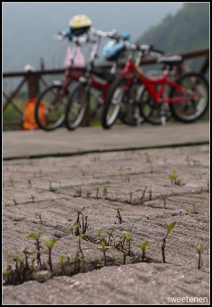 20250406-yz5qx
