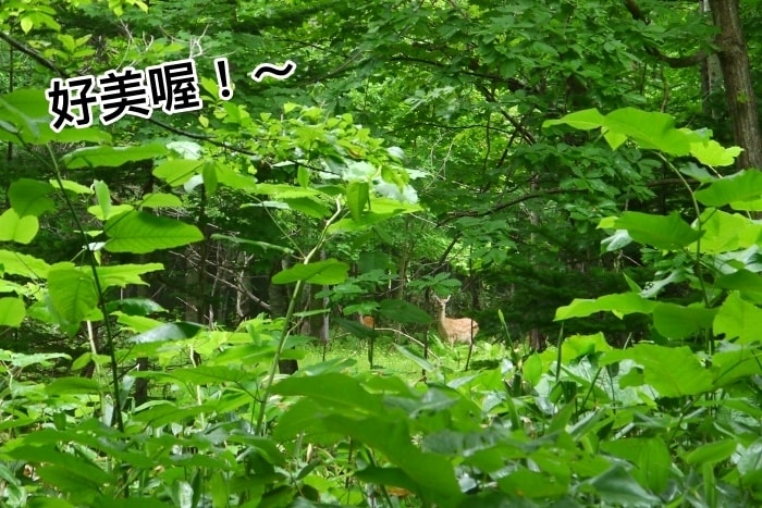 20250407-chekq