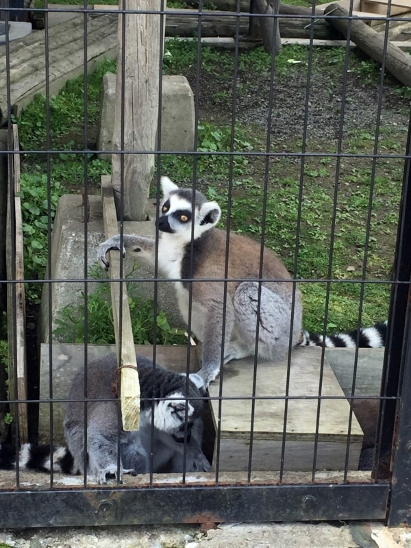 20250407-wirgy