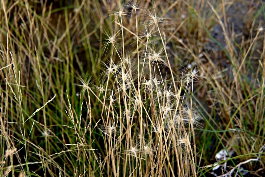 20250407-ensdc