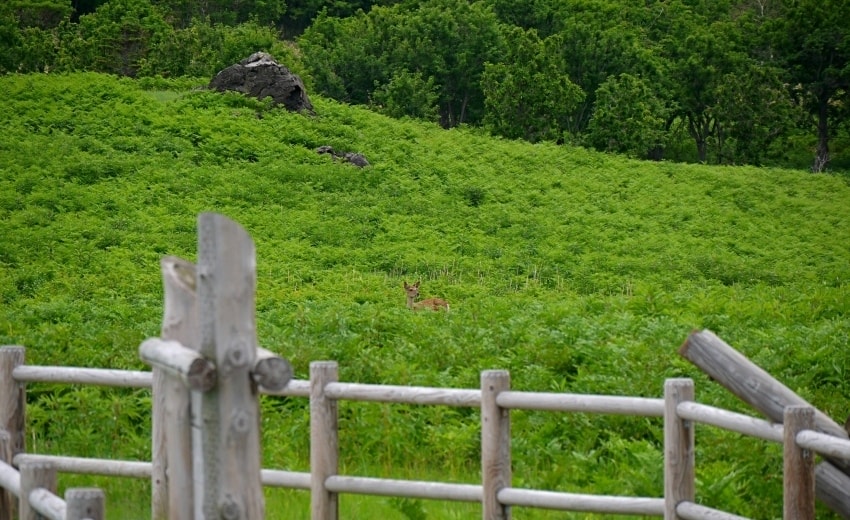 20250407-22wyl