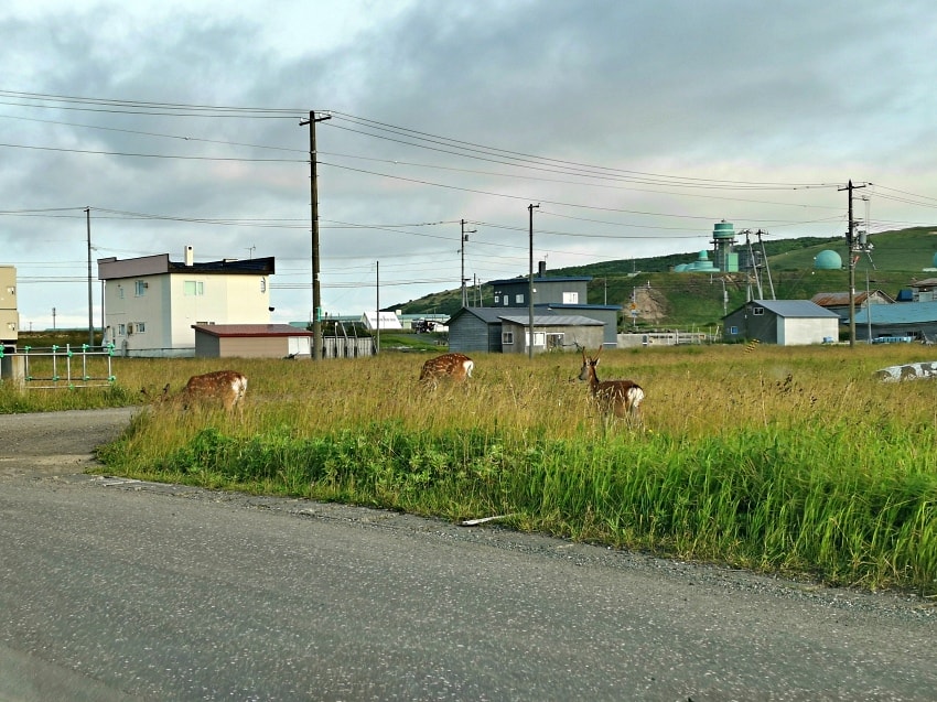 20250407-anp6q