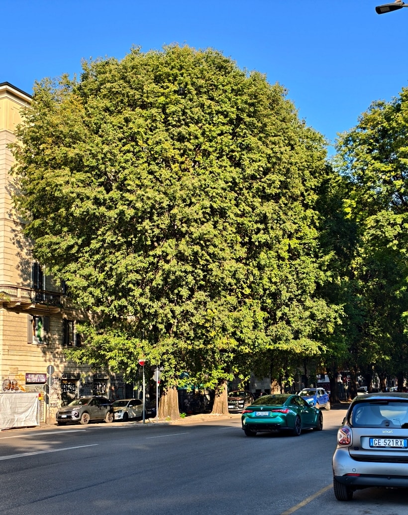 義大利 |多洛米蒂旅程D2-2_米蘭。但丁街。艾曼紐二世迴廊 。Navigli 運河 - 第27張圖 義大利 |多洛米蒂旅程D2-2_米蘭。但丁街。艾曼紐二世迴廊 。Navigli 運河