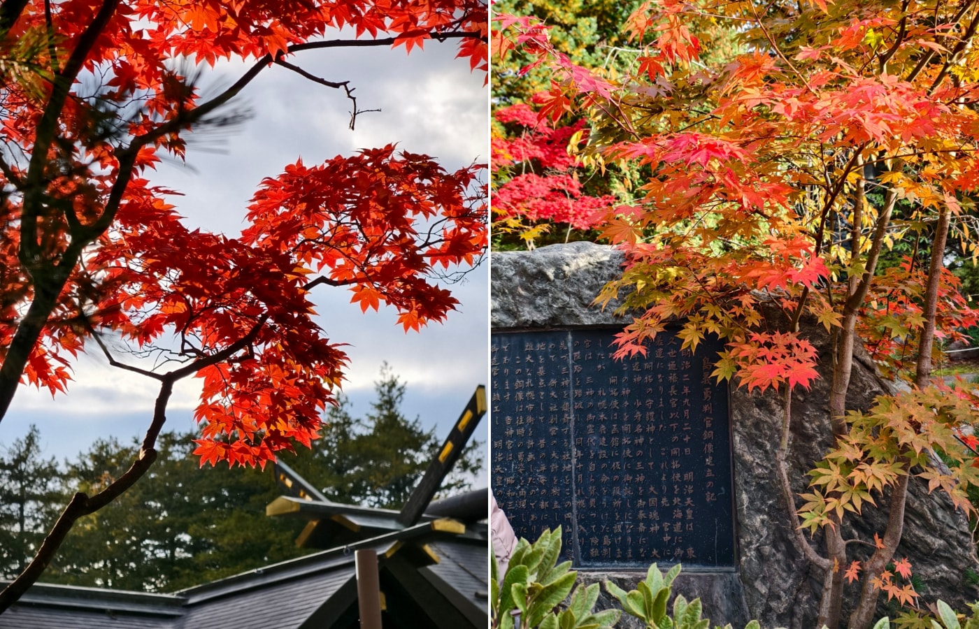北海道 ｜2025 尋找楓紅角落。北海道神宮。豐平峽岩壁楓葉