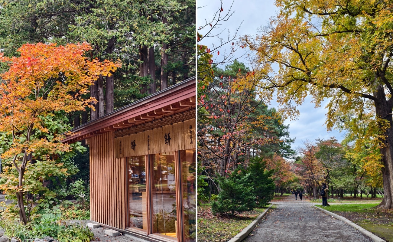 北海道 ｜2025 尋找楓紅角落。北海道神宮。豐平峽岩壁楓葉