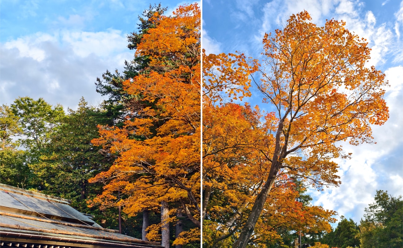 北海道 ｜2025 尋找楓紅角落。北海道神宮。豐平峽岩壁楓葉