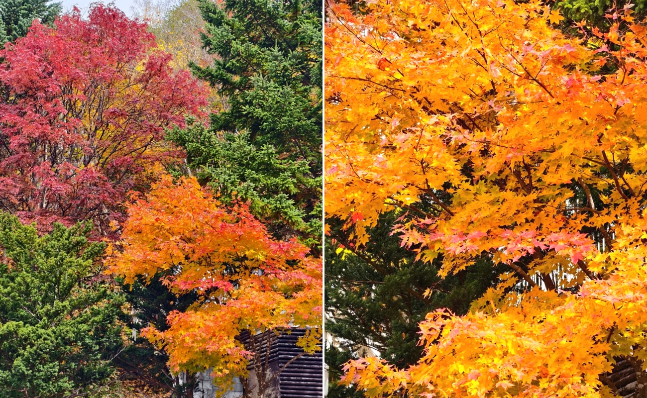 北海道 ｜2025 尋找楓紅角落。北海道神宮。豐平峽岩壁楓葉