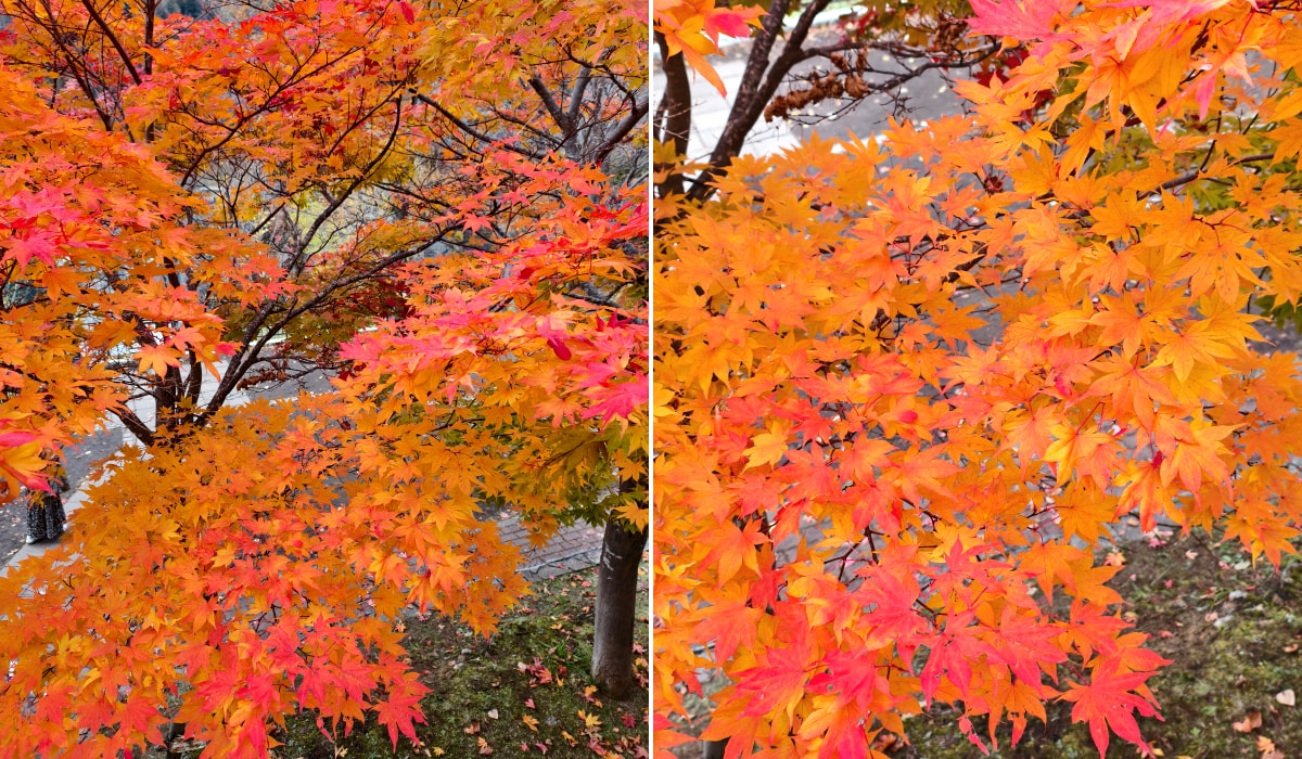 北海道 ｜2025 尋找楓紅角落。北海道神宮。豐平峽岩壁楓葉