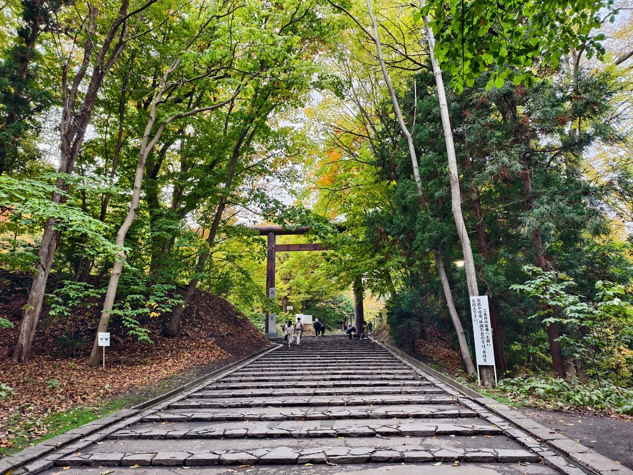 北海道 ｜2025 尋找楓紅角落。北海道神宮。豐平峽岩壁楓葉