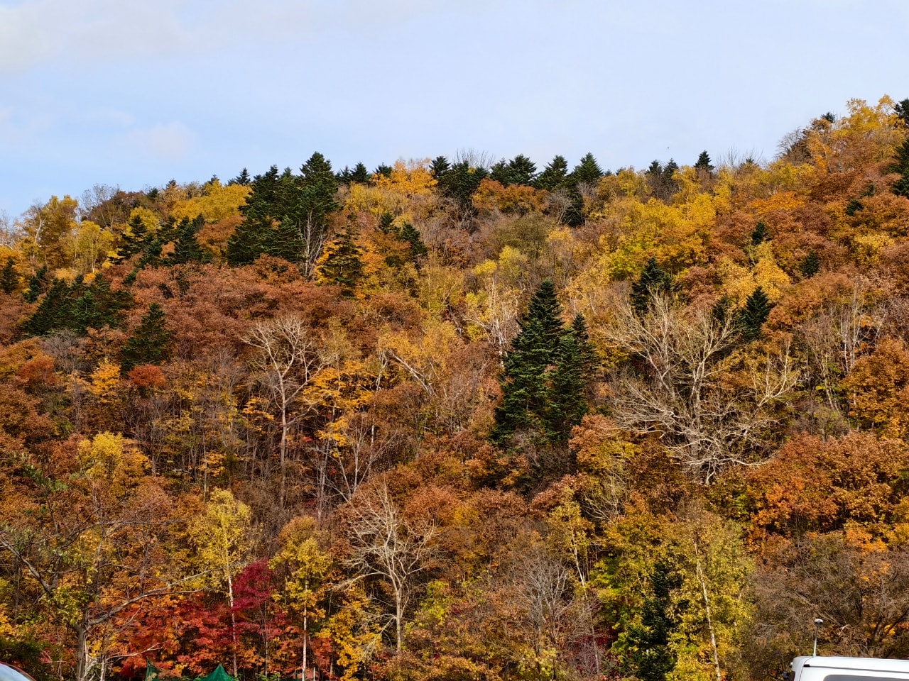 北海道 ｜2025 尋找楓紅角落。北海道神宮。豐平峽岩壁楓葉