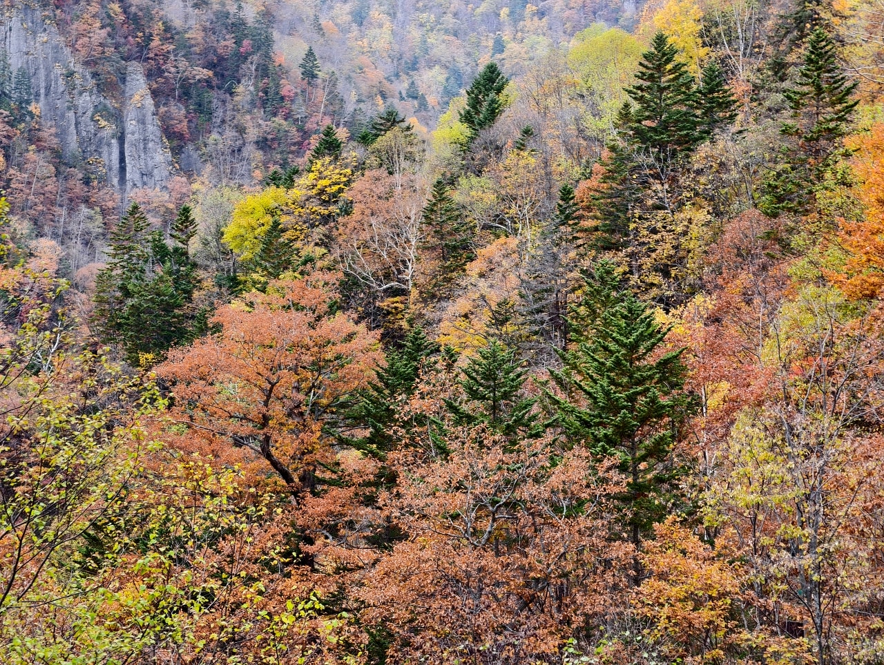 北海道 ｜2025 尋找楓紅角落。北海道神宮。豐平峽岩壁楓葉
