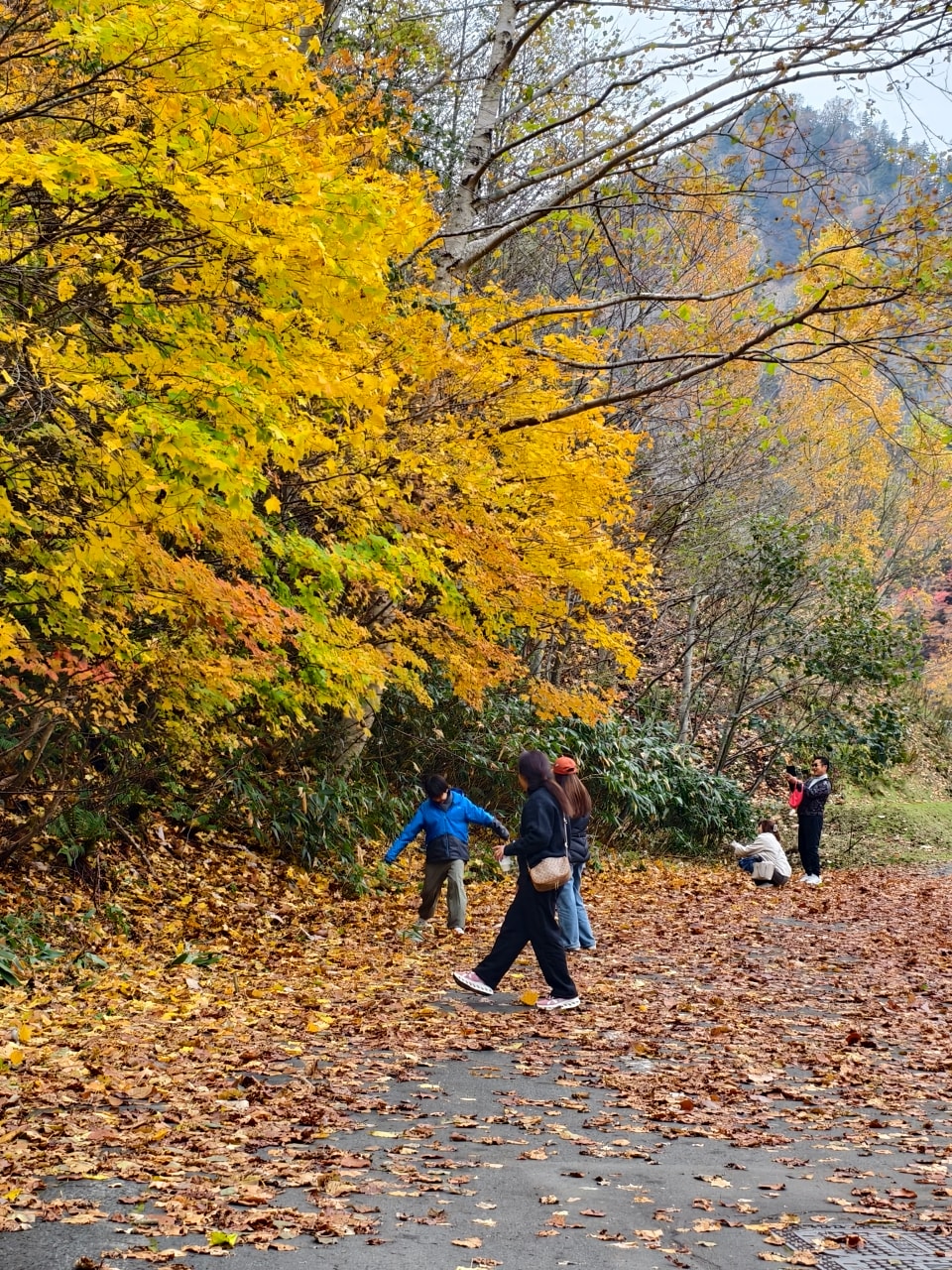 北海道 ｜2025 尋找楓紅角落。北海道神宮。豐平峽岩壁楓葉