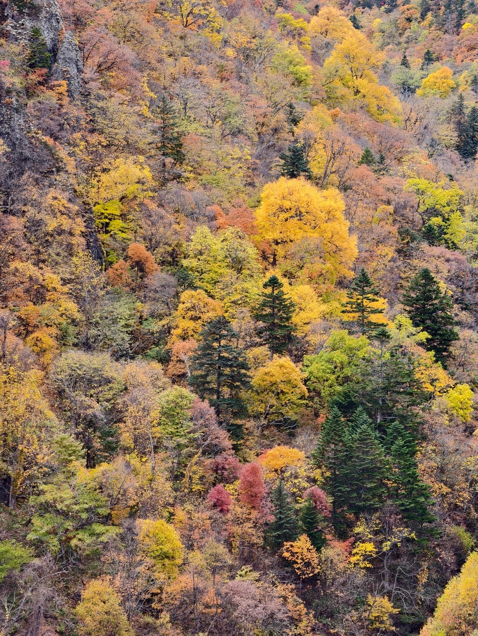 北海道 ｜2025 尋找楓紅角落。北海道神宮。豐平峽岩壁楓葉