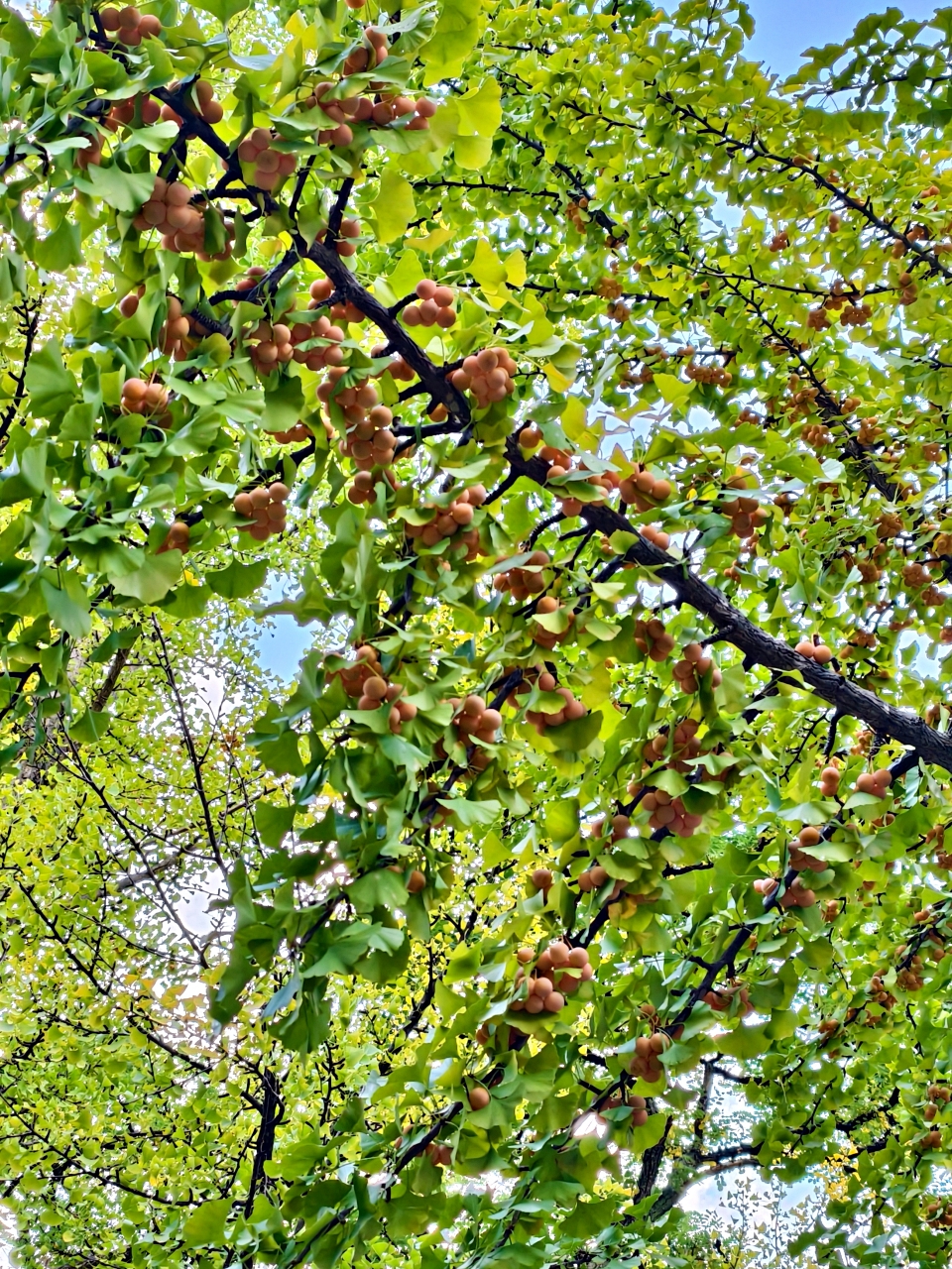 北海道 ｜2025 賞楓快閃趣。中島公園