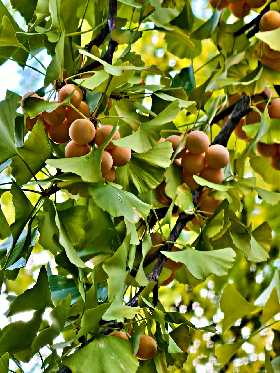 北海道 |2025 賞楓快閃趣。中島公園 - 第10張圖 北海道 |2025 賞楓快閃趣。中島公園