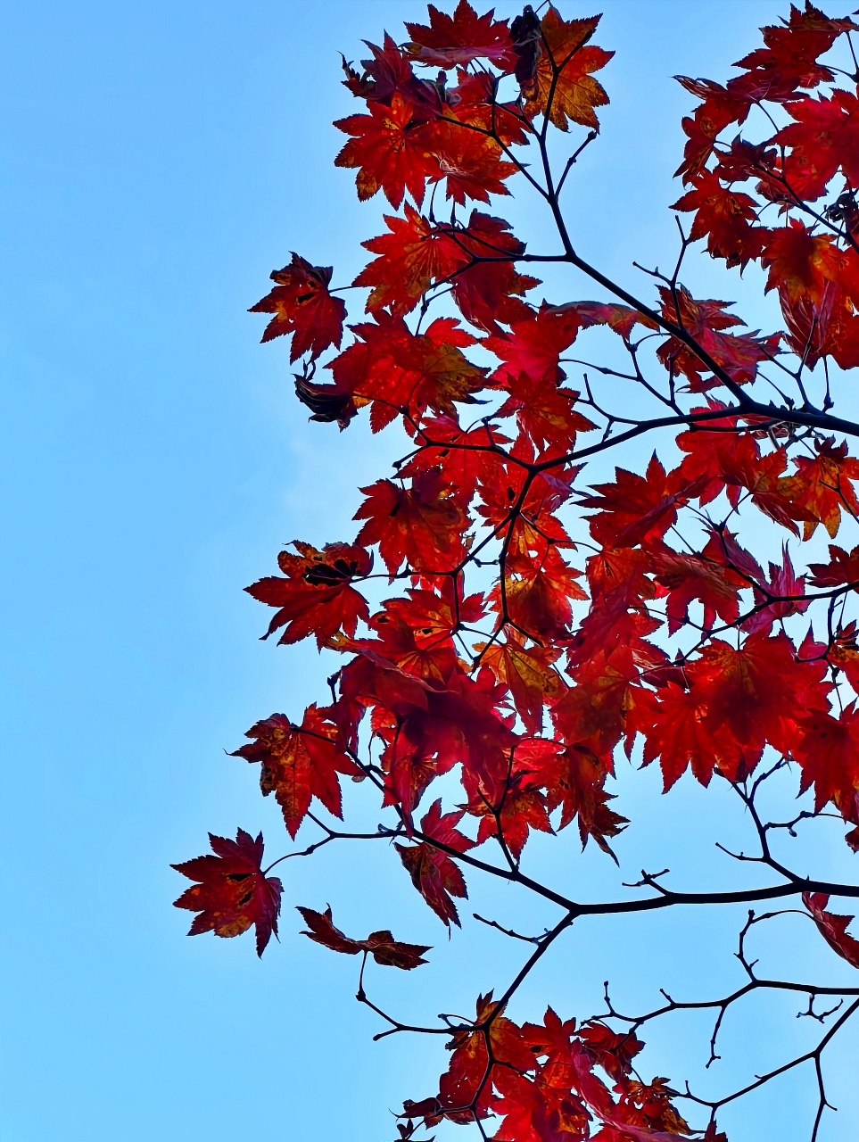 北海道 ｜2025 賞楓快閃趣。中島公園