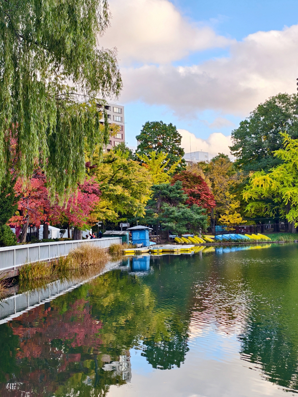 北海道 |2025 賞楓快閃趣。中島公園 - 第11張圖 北海道 |2025 賞楓快閃趣。中島公園