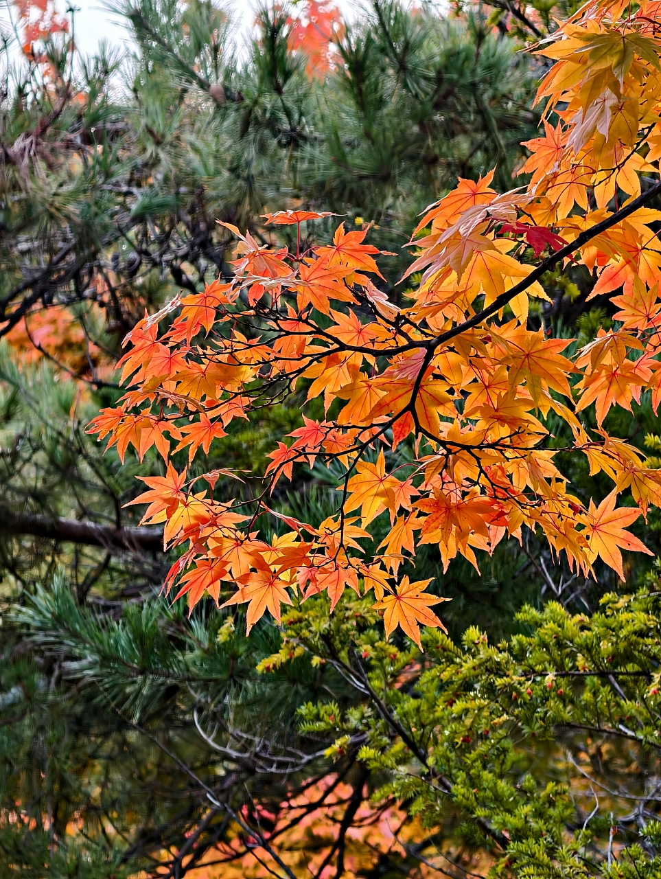北海道 |2025 賞楓快閃趣。中島公園 - 第16張圖 北海道 |2025 賞楓快閃趣。中島公園