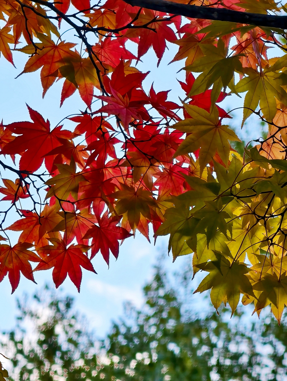 北海道 |2025 賞楓快閃趣。中島公園 - 第14張圖 北海道 |2025 賞楓快閃趣。中島公園