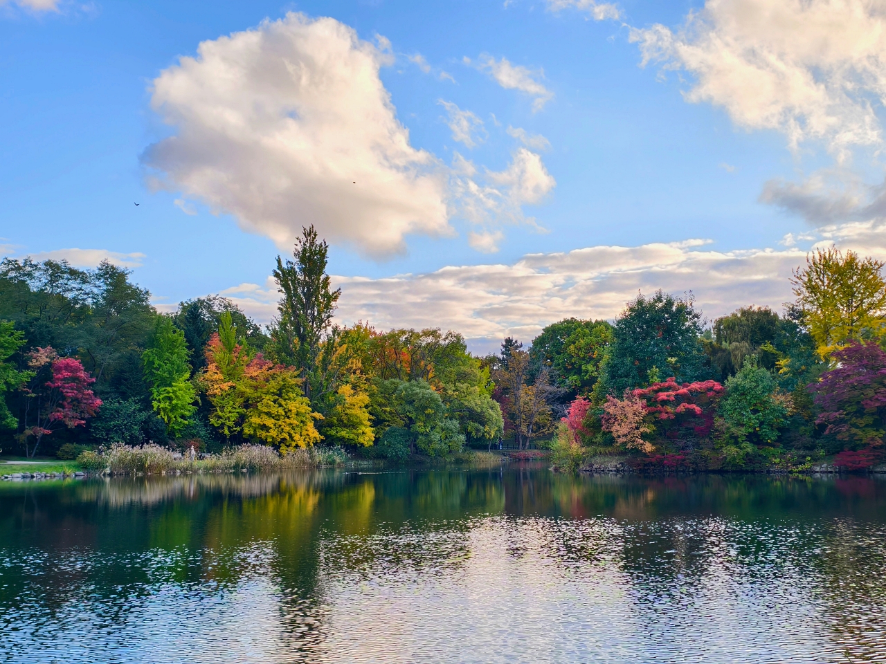 北海道 |2025 賞楓快閃趣。中島公園 - 第12張圖 北海道 |2025 賞楓快閃趣。中島公園