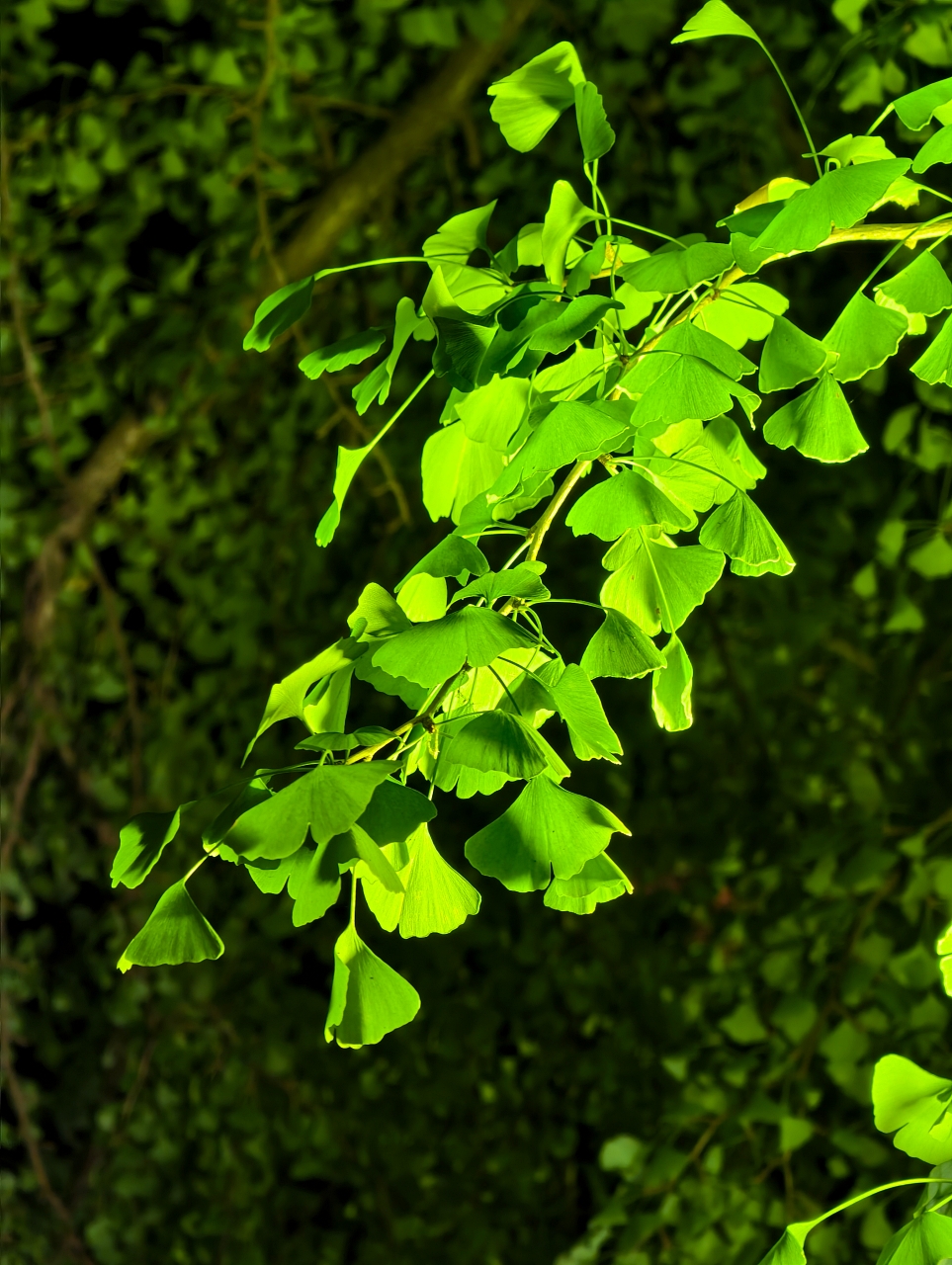 北海道 ｜2025 賞楓快閃趣。中島公園