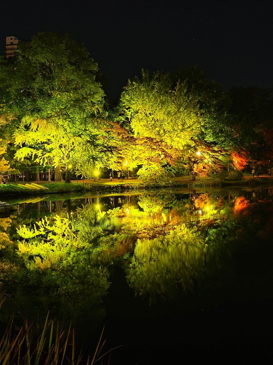 北海道 |2025 賞楓快閃趣。中島公園 - 第34張圖 北海道 |2025 賞楓快閃趣。中島公園