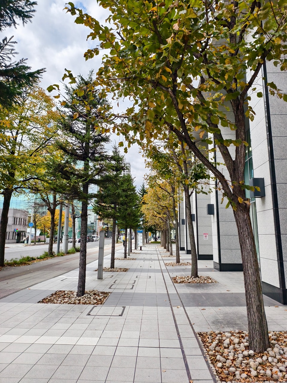 北海道 |2025 尋找楓紅角落。充滿回憶的北海道大學 - 第5張圖 北海道 |2025 尋找楓紅角落。充滿回憶的北海道大學