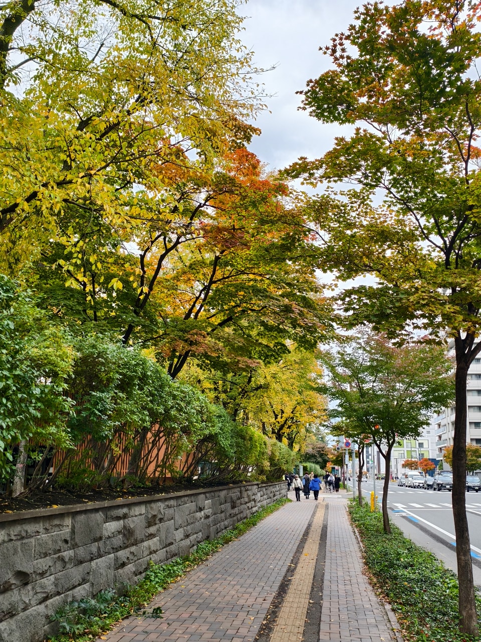 北海道 ｜2025 尋找楓紅角落。充滿回憶的北海道大學