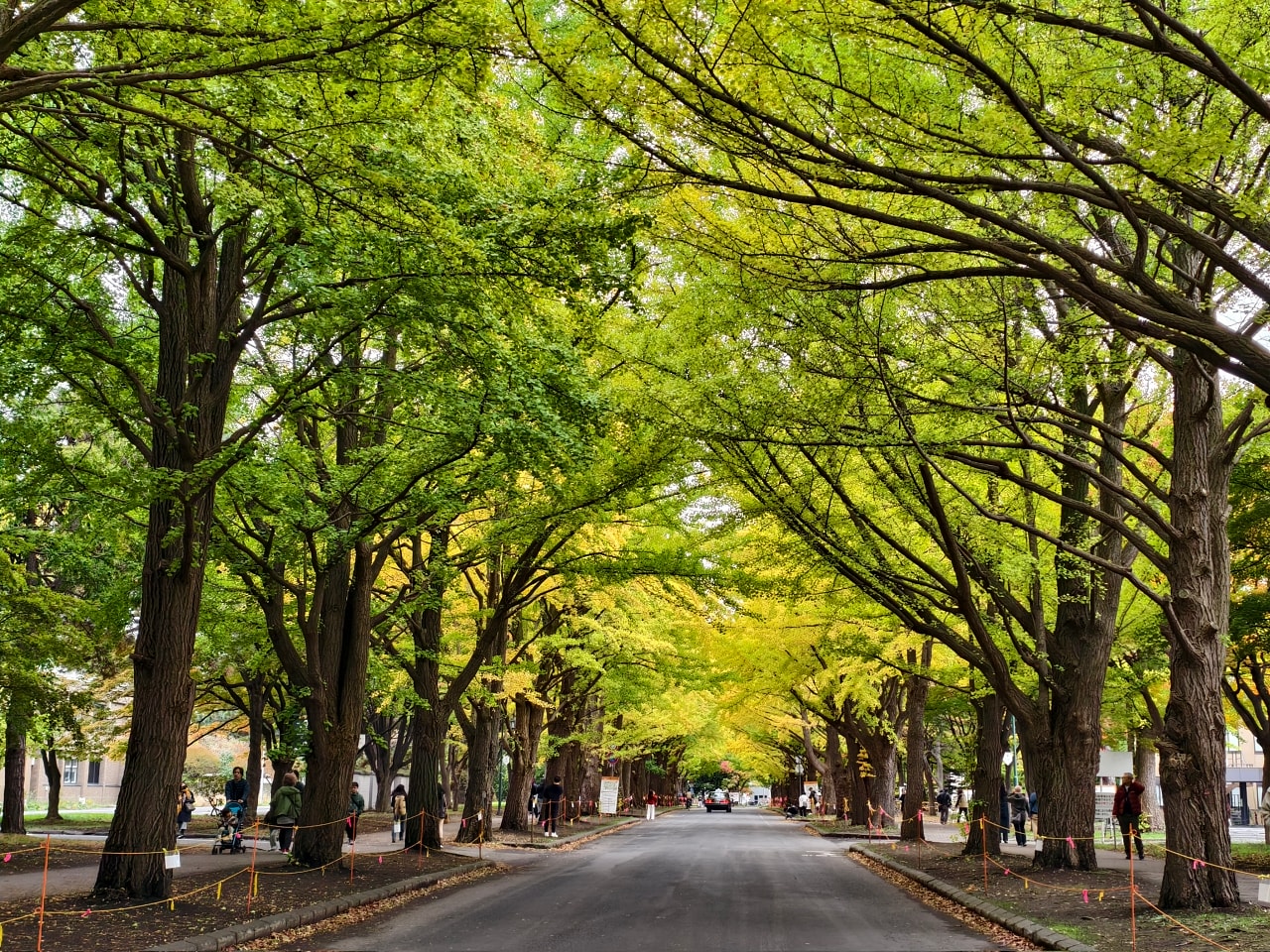 北海道 |2025 尋找楓紅角落。充滿回憶的北海道大學 - 第19張圖 北海道 |2025 尋找楓紅角落。充滿回憶的北海道大學
