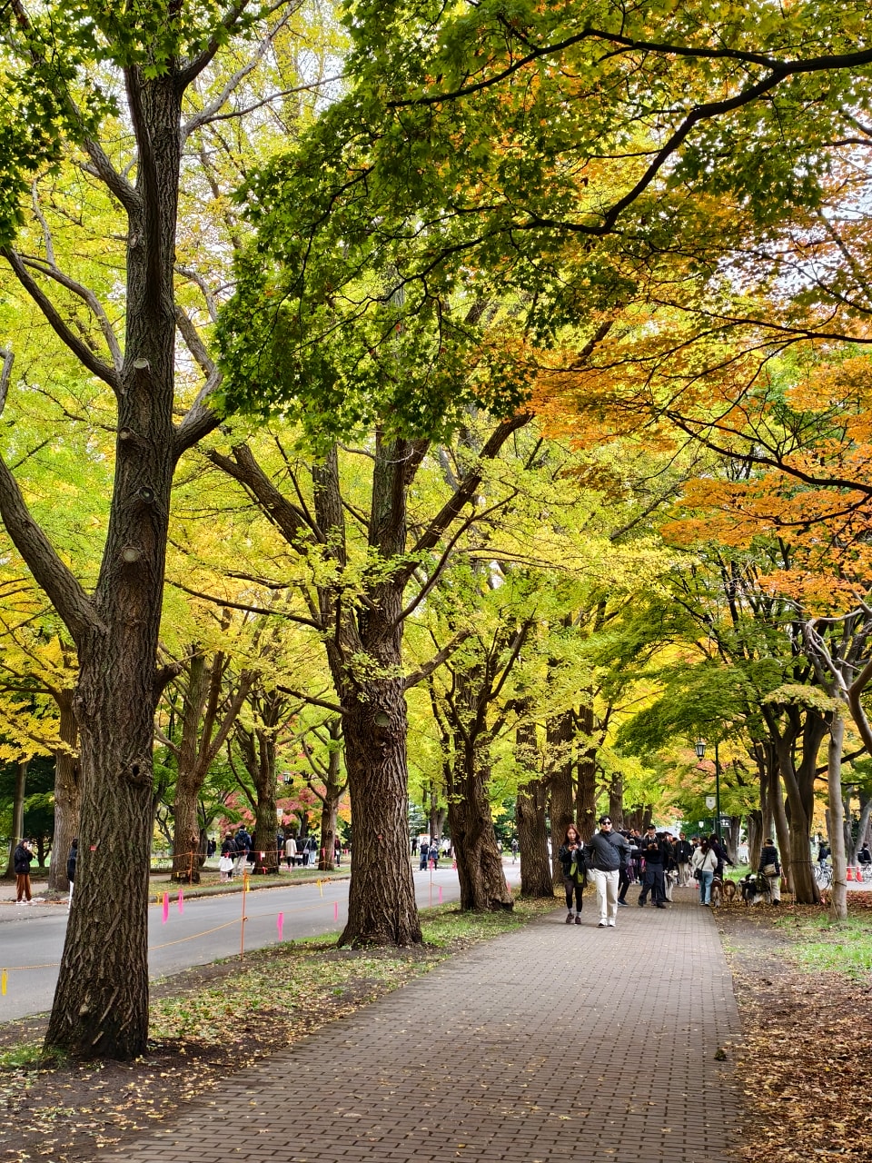 北海道 ｜2025 尋找楓紅角落。充滿回憶的北海道大學