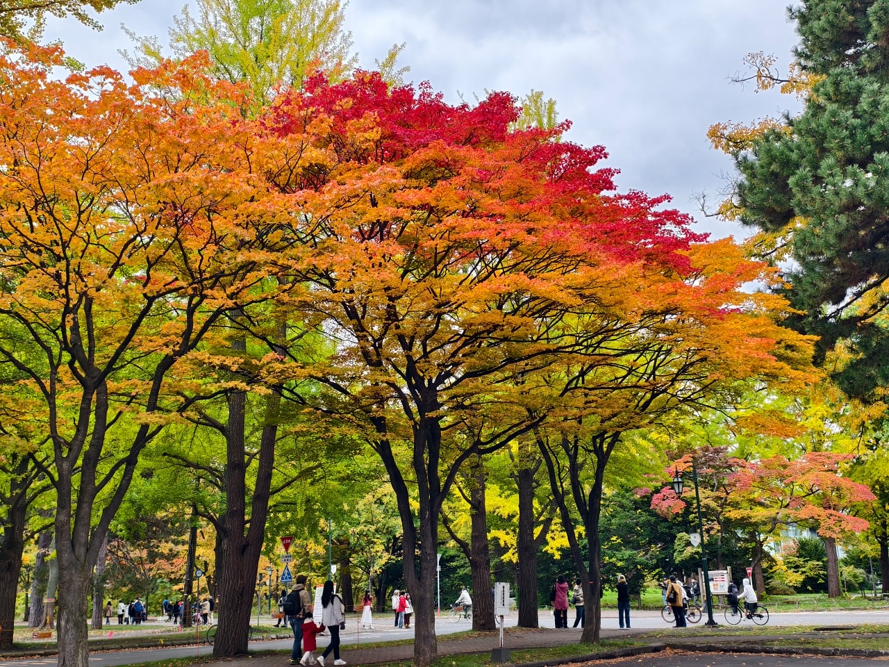 北海道 |2025 尋找楓紅角落。充滿回憶的北海道大學 - 第31張圖 北海道 |2025 尋找楓紅角落。充滿回憶的北海道大學