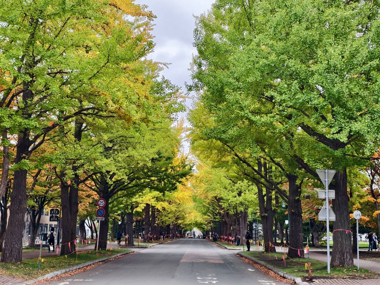 北海道 |2025 尋找楓紅角落。充滿回憶的北海道大學 - 第21張圖 北海道 |2025 尋找楓紅角落。充滿回憶的北海道大學