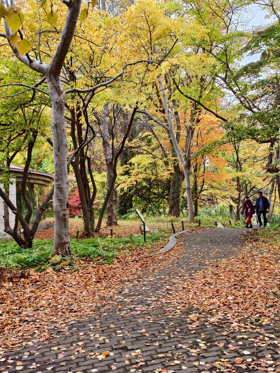 北海道 ｜2025 尋找楓紅角落。充滿回憶的北海道大學