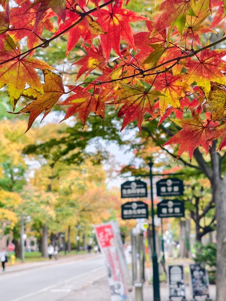 北海道 |2025 尋找楓紅角落。充滿回憶的北海道大學 - 第47張圖 北海道 |2025 尋找楓紅角落。充滿回憶的北海道大學