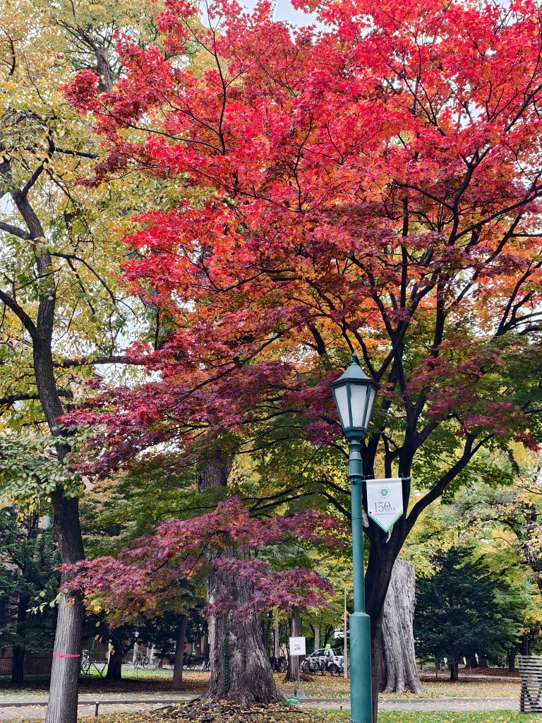 北海道 |2025 尋找楓紅角落。充滿回憶的北海道大學 - 第49張圖 北海道 |2025 尋找楓紅角落。充滿回憶的北海道大學