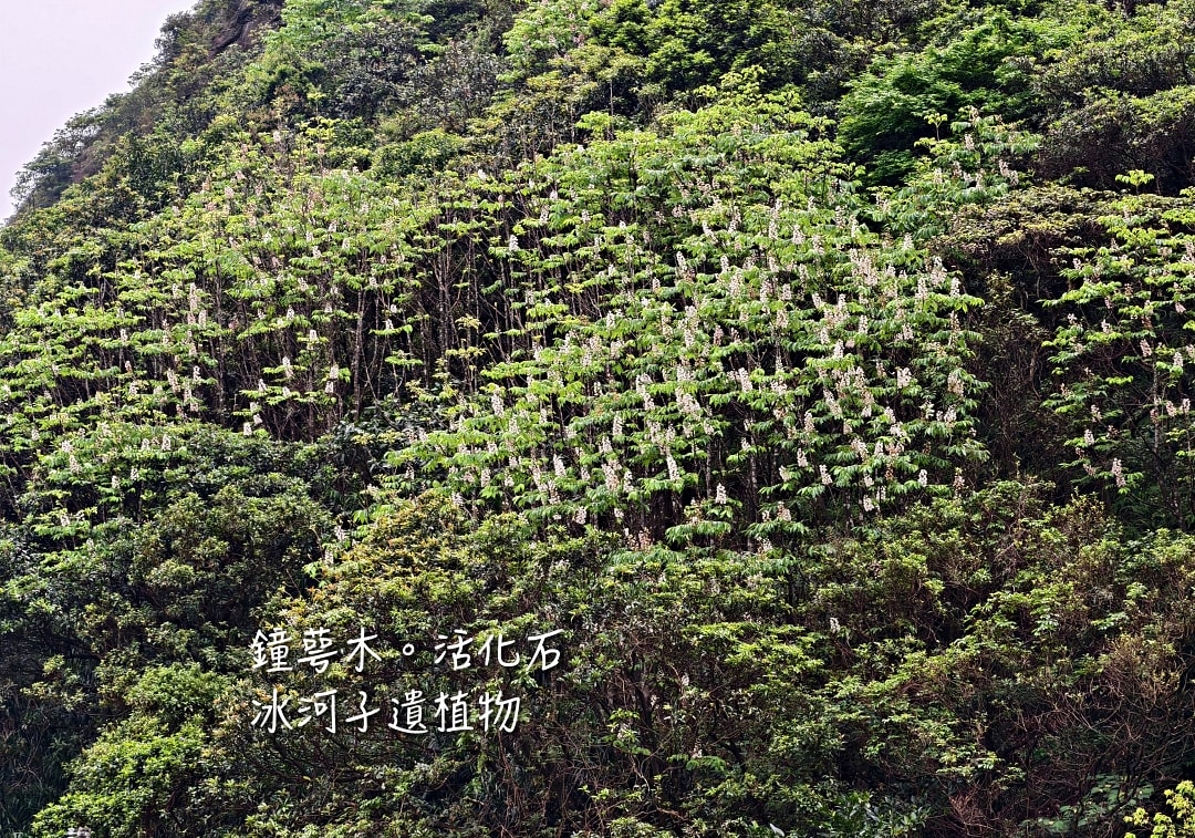 爬山日記｜金瓜石黃金稜線。茶壺山半屏山