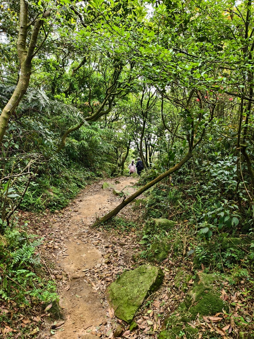 爬山日記｜金瓜石黃金稜線。茶壺山半屏山