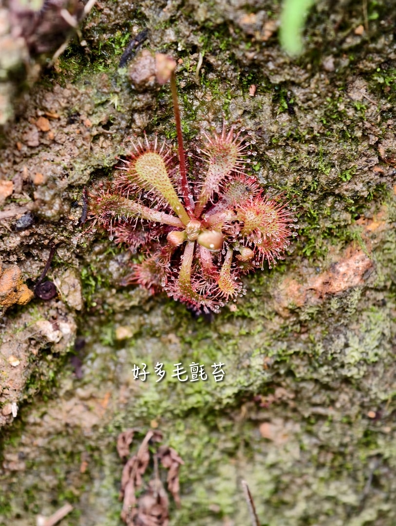 爬山日記｜金瓜石黃金稜線。茶壺山半屏山