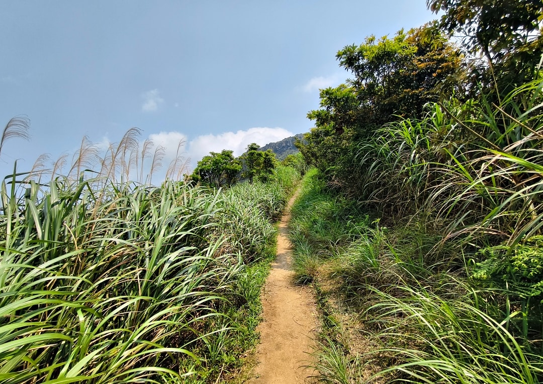 爬山日記｜金瓜石黃金稜線。茶壺山半屏山